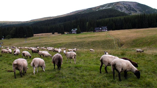 Stdo ovc v krkonoskm Modrm dole