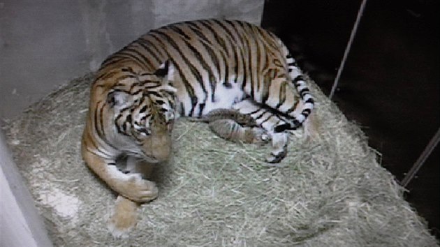 V prask zoo se v ter rno narodila dv mlata malajskho tygra.