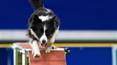 Dvoukolové závody se skládají z jumpingu (skákání) a agility (hbitost). Dvoukolové závody se skládají z jumpingu (skákání) a agility (hbitost).