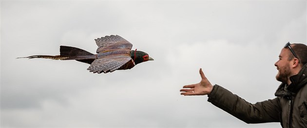 Britové předvedli na setkání sokolníků v Opočně umělou robotickou kořist... Britové předvedli na setkání sokolníků v Opočně umělou robotickou kořist...