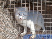 Módnímu průmyslu začalo velmi záležet na zvířatech. Značky nechtějí, aby trpěla... Módnímu průmyslu začalo velmi záležet na zvířatech. Značky nechtějí, aby trpěla...