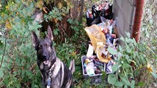 Policejní pes Garrit vypátral lup schovaný u potoka. Policejní pes Garrit vypátral lup schovaný u potoka.