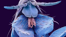 Blecha pod elektronovým mikroskopem. Ilustrační fotografie. Blecha pod elektronovým mikroskopem. Ilustrační fotografie.