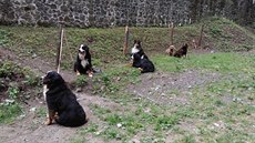 Lidé mohou psy na Troskách uvázat na odložišti u hradní zdi vybaveném kůly a... Lidé mohou psy na Troskách uvázat na odložišti u hradní zdi vybaveném kůly a...