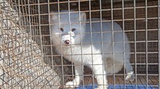 Módnímu průmyslu začalo velmi záležet na zvířatech. Značky nechtějí, aby trpěla... Módnímu průmyslu začalo velmi záležet na zvířatech. Značky nechtějí, aby trpěla...