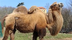 Třiadvacetiletá velbloudice Goldie měla na krku několik nádorů. Třiadvacetiletá velbloudice Goldie měla na krku několik nádorů.