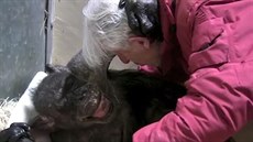 Poslední rozloučení téměř šedesátileté šimpanzice Poslední rozloučení téměř šedesátileté šimpanzice