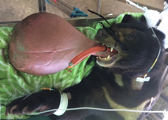 Medvdovi narostl jazyk do obích rozmr, veterinái ho odoperovali.