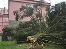 Na pavilon psychiatrické léčebny v Havlíčkově Brodě spadl strom (29. října 2017)