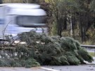 Na dálničním přivaděči u Jihlavy spadly dvě borovice na vozovku a zatarasily...
