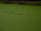 Kachny na hladin jednoho z rybník pi trase Klánovického plmaratonu