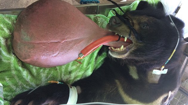 Medvdovi narostl jazyk do obích rozmr, veterinái ho odoperovali.