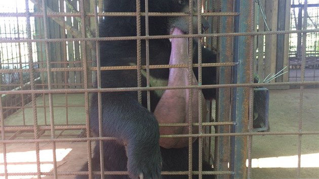 Medvdovi narostl jazyk do obch rozmr, veterini ho odoperovali.