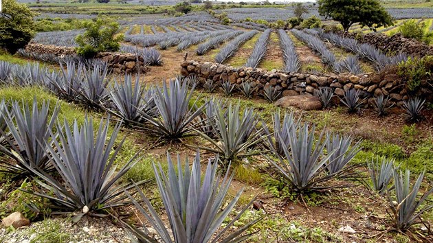 Agvov plante v mexickm sttu Jalisco. Produkci tequily v tomto stt schvlil regulan ad, kter db na kvalitu vroby.