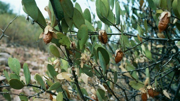 Poutn oech, latinsky simondsie nsk, je ke, kter se pstuje se pevn v Mexiku, Arizon, Izraeli, Austrlii, Argentin a Peru. Z jeho plodin se lisuje jojobov olej.