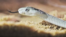 V plzeňské ZOO úspěšně odchovali mláďata mamby černé. V plzeňské ZOO úspěšně odchovali mláďata mamby černé.