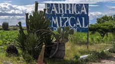 Mezcal byl ve stínu tequily, v posledních letech vak jeho obliba a produkce...