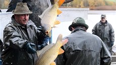 Rybáři vylovili z rybníku Amerika nedaleko Františkových Lázní přibližně 30 tun... Rybáři vylovili z rybníku Amerika nedaleko Františkových Lázní přibližně 30 tun...