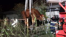 Hasiči vytáhli býka, který na Hradecku spadl do jímky (21.10.2017). Hasiči vytáhli býka, který na Hradecku spadl do jímky (21.10.2017).