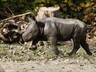 2. íjna se v Zoo Dvr Králové narodilo u 45. mlád nosoroce dvourohého.