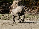 Nosoroec dvourohý, Zoo Dvr Králové