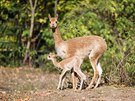 Lama vikua, Zoo Praha