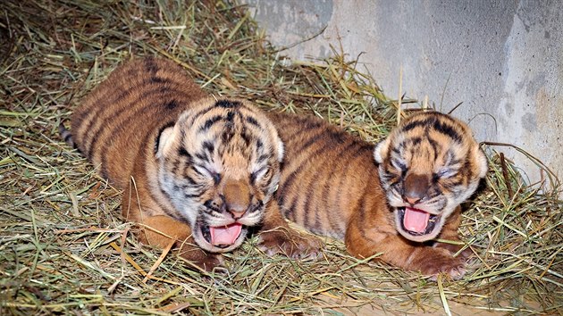 Mlata tygra malajskho se narodily 3. 10. 2017 v Zoo Praha.