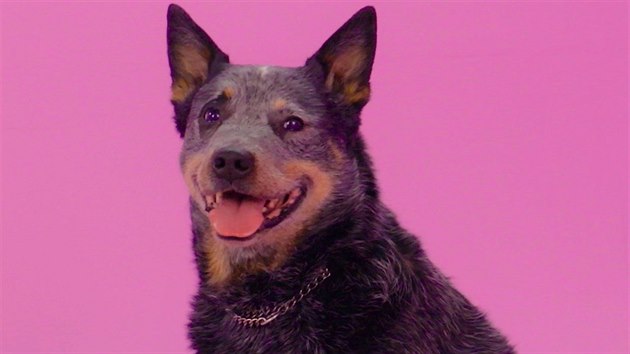 Australsk honck pes vypad jako voek, ale je to jedno z nejodolnjch a nejchytejch plemen.