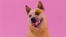 Australský honácký pes patí k inteligentním a zdravým plemenm, má tedy pedpoklady stát se nejlepím pítelem na dlouhé roky.