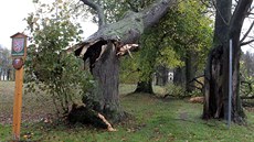 Vítr poničil památnou alej v Plandrech na Jihlavsku. Vítr poničil památnou alej v Plandrech na Jihlavsku.