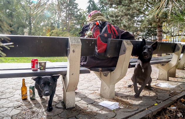 Skupinky, které tvoí vtinou bezdomovci, obsadily Husv park v Táboe. asto...