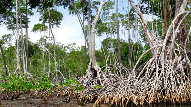 Mangrovy v Nrodnm parku Los Haitises na severu Dominiknsk republiky. Dobe zachovalch prodnch kout vzemi nen mnoho.