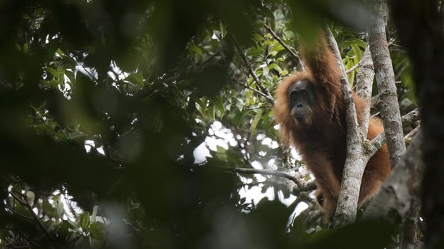 Fotografie ukazuje tapanulskho orangutana, Indonsie. (3. listopadu 2017)