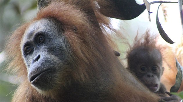 Fotografie ukazuje tupanulskho orangutana s mldtem, Indonsie. (3. listopadu 2017)