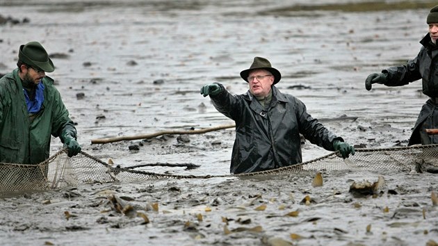 Prvn veejn vlov Dolnho Padrskho rybnka v Brdech po oteven nkdejho vojenskho jezdu. (7. 11. 2017)