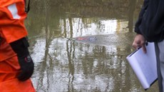 31.10.2017, Pardubice, mrtvola v Chrudimce, 31.10.2017, Pardubice, mrtvola v Chrudimce,