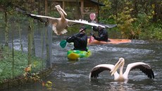 Část ptáků, převážně těch starších, neumí létat, chybí jim kus křídla. Pochytat... Část ptáků, převážně těch starších, neumí létat, chybí jim kus křídla. Pochytat...
