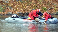 Pratí hasii zachránili z koryta Vltavy daka (5. listopadu 2017).