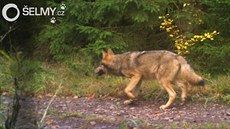 Půlroční mládě vlka zachycené fotopastí na Broumovsku na podzim 2017. Půlroční mládě vlka zachycené fotopastí na Broumovsku na podzim 2017.