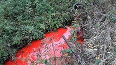 Obyvatele Jednova na Prostějovsku vylekalo sytě rudé zbarvení vody v kanalizaci. Obyvatele Jednova na Prostějovsku vylekalo sytě rudé zbarvení vody v kanalizaci.