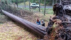 Smrk u České silnice měřil přes 46 metrů a jeho stáří se odhaduje na více než... Smrk u České silnice měřil přes 46 metrů a jeho stáří se odhaduje na více než...