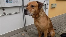 Kříženec staforda a labradora zaútočil v Plzni na psy. Kříženec staforda a labradora zaútočil v Plzni na psy.