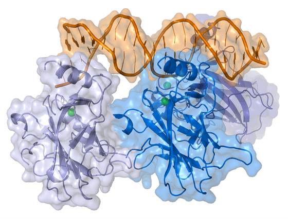 Bílkovina p53 se váe na snímku k DNA (oranová roubovice nahoe), aby...