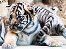 Mld tygra malajskho nezape elmu ani v esti tdnech. (Zoo Praha...