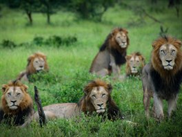 Krugerv nrodn park nabz krsn setkn se skupinkami lv.
