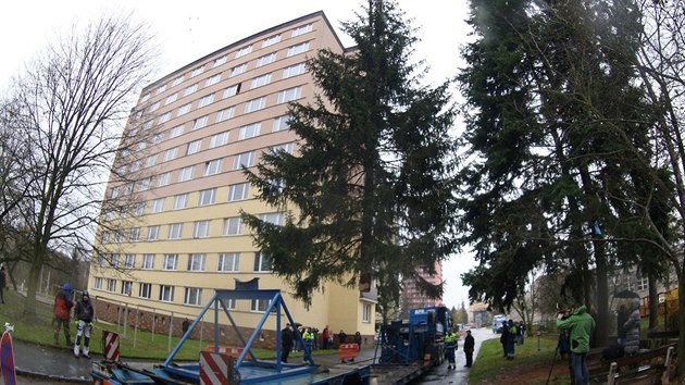 Kcen vnonho stromu v Plzni (12. 11. 2017)