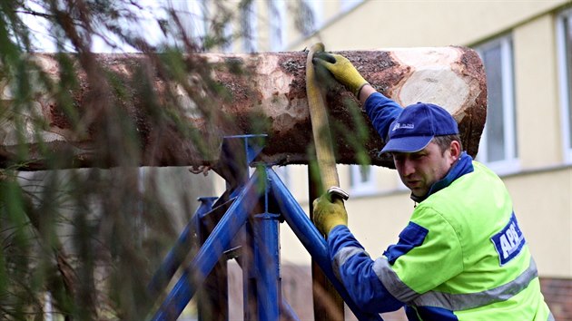 Kácení vánoního stromu v Plzni (12. 11. 2017)