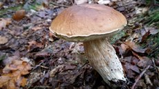 Na hřiby stále ještě můžete v lese narazit. Pokud už ale teploty klesají - i... Na hřiby stále ještě můžete v lese narazit. Pokud už ale teploty klesají - i...