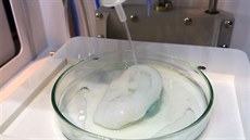 Švédská firma vyrobí na 3D tiskárně i lidské ucho Švédská firma vyrobí na 3D tiskárně i lidské ucho