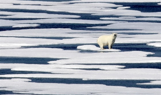 Nová atrakce piblíí turistm v Berlín ivot v oblasti severního pólu. Ilustraní foto